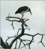 (P:\Africa\Bird) Dn-a0185.jpg (Marabou Stork)