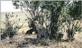 (P:\Africa\Cheetah) Dn-a0219.jpg (1/1) (167 K)