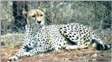(P:\Africa\Cheetah) Dn-a0228.jpg (1/1) (132 K)