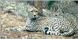 (P:\Africa\Cheetah) Dn-a0229.jpg (1/1) (113 K)