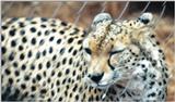 (P:\Africa\Cheetah) Dn-a0233.jpg (1/1) (92 K)
