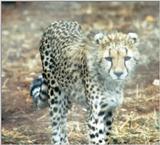 (P:\Africa\Cheetah) Dn-a0238.jpg (1/1) (92 K)