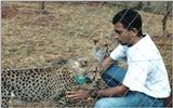 (P:\Africa\Cheetah) Dn-a0239.jpg (1/1) (132 K)