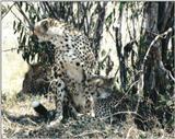 (P:\Africa\Cheetah) Dn-a0242.jpg (1/1) (152 K)