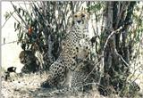 (P:\Africa\Cheetah) Dn-a0243.jpg (1/1) (175 K)