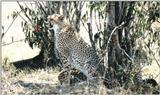 (P:\Africa\Cheetah) Dn-a0244.jpg (1/1) (150 K)