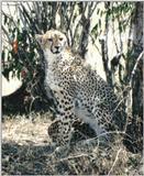 (P:\Africa\Cheetah) Dn-a0245.jpg (1/1) (113 K)