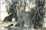 (P:\Africa\Cheetah) Dn-a0246.jpg (1/1) (151 K)
