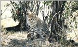 (P:\Africa\Cheetah) Dn-a0248.jpg (1/1) (157 K)