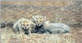 (P:\Africa\Cheetah) Dn-a0252.jpg (1/1) (91 K)