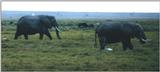 (P:\Africa\Elephant) Dn-a0253.jpg (1/1) (52 K)