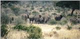 (P:\Africa\Elephant) Dn-a0293.jpg (1/1) (88 K)
