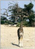 (P:\Africa\Giraffe) Dn-a0331.jpg (1/1) (85 K)