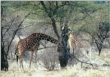 (P:\Africa\Giraffe) Dn-a0332.jpg (1/1) (128 K)