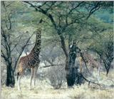 (P:\Africa\Giraffe) Dn-a0333.jpg (1/1) (132 K)