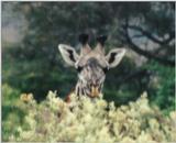 (P:\Africa\Giraffe) Dn-a0334.jpg (1/1) (79 K)