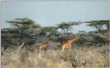 (P:\Africa\Giraffe) Dn-a0335.jpg (1/1) (74 K)