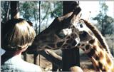 (P:\Africa\Giraffe) Dn-a0344.jpg (1/1) (94 K)