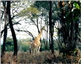 (P:\Africa\Giraffe) Dn-a0345.jpg (1/1) (153 K)