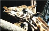 (P:\Africa\Giraffe) Dn-a0347.jpg (1/1) (96 K)