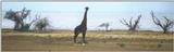 (P:\Africa\Giraffe) Dn-a0349.jpg (1/1) (42 K)
