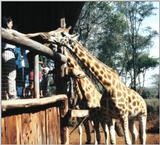 (P:\Africa\Giraffe) Dn-a0351.jpg (1/1) (134 K)
