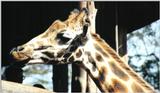 (P:\Africa\Giraffe) Dn-a0353.jpg (1/1) (84 K)