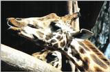 (P:\Africa\Giraffe) Dn-a0355.jpg (1/1) (98 K)
