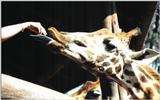 (P:\Africa\Giraffe) Dn-a0357.jpg (1/1) (79 K)