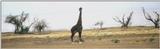 (P:\Africa\Giraffe) Dn-a0360.jpg (1/1) (41 K)