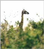 (P:\Africa\Giraffe) Dn-a0361.jpg (1/1) (48 K)