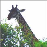 (P:\Africa\Giraffe) Dn-a0363.jpg (1/1) (68 K)