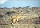 (P:\Africa\Giraffe) Dn-a0364.jpg (1/1) (109 K)