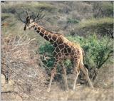 (P:\Africa\Giraffe) Dn-a0365.jpg (1/1) (126 K)