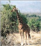 (P:\Africa\Giraffe) Dn-a0366.jpg (1/1) (110 K)