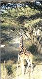 (P:\Africa\Giraffe) Dn-a0367.jpg (1/1) (94 K)