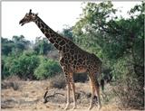 (P:\Africa\Giraffe) Dn-a0368.jpg (1/1) (152 K)