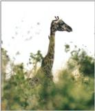(P:\Africa\Giraffe) Dn-a0370.jpg (1/1) (39 K)