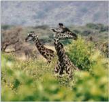 (P:\Africa\Giraffe) Dn-a0372.jpg (1/1) (76 K)