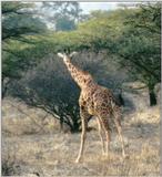 (P:\Africa\Giraffe) Dn-a0373.jpg (1/1) (100 K)