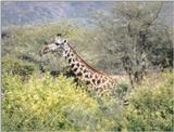 (P:\Africa\Giraffe) Dn-a0376.jpg (1/1) (127 K)