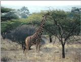 (P:\Africa\Giraffe) Dn-a0377.jpg (1/1) (125 K)