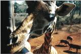(P:AfricaGiraffe) Dn-a0378.jpg
