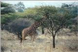 (P:\Africa\Giraffe) Dn-a0380.jpg (1/1) (127 K)