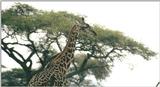 (P:\Africa\Giraffe) Dn-a0381.jpg (1/1) (76 K)