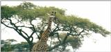 (P:\Africa\Giraffe) Dn-a0383.jpg (1/1) (72 K)