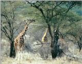 (P:\Africa\Giraffe) Dn-a0384.jpg (1/1) (126 K)