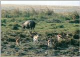 (P:\Africa\Hippo) Dn-a0388.jpg (Gazelles)