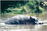 (P:\Africa\Hippo) Dn-a0392.jpg (1/1) (121 K)