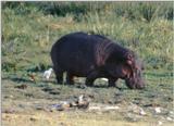(P:\Africa\Hippo) Dn-a0401.jpg (1/1) (107 K)